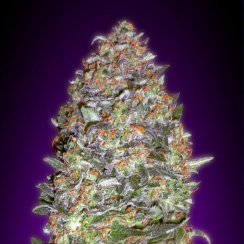 Advanced Seeds - NYC Diesel Auto